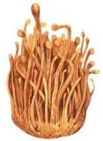 encann-cordyceps-extract-50-ml-pojemnosc-50-ml