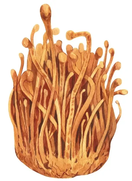 encann-cordyceps-extract-50-ml-pojemnosc-50-ml