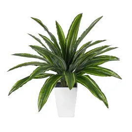 efeutute kaufen online Goldene Efeutute (Epipremnum aureum) kaufen main image 1