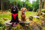 mountain-paws-szelki-dla-psa-czerwone-l-rozmiar-l