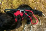 mountain-paws-szelki-dla-psa-czerwone-s-stan-nowy-marka-bez-marki