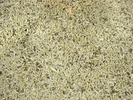 1kg-kanar-mozga-kanaryjska-ziarno-karma-dla-kanarka-drobnej-egzotyki