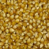 popcorn-25kg-kraj-pochodzenia-argentyna