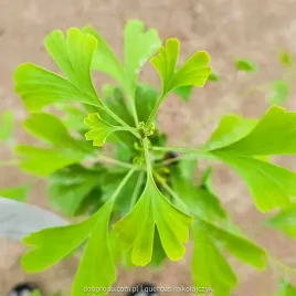 milorzab-japonski-dwuklapowy-c3-60cm-ginkgo-biloba