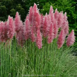 trawa-pampasowa-rosea-c1-rozowe-pioropusze-sadzonka-cortaderia-selloana