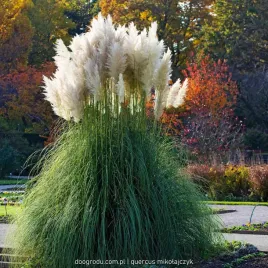 trawa-pampasowa-biala-pumila-c1-odporna-sadzonka-cortaderia-selloana