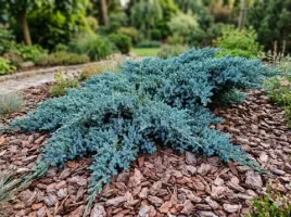 jalowiec-plozacy-blue-carpet-luskowaty-juniperus-squamata-niebieski-c3