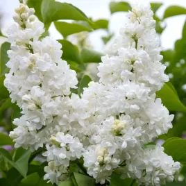 lilak-bez-syringa-vulgaris-mme-lemoine-madame-c2-40cm