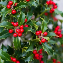ostrokrzew-kolczasty-ilex-alaska-czerwone-owoce-zimozielony-p9-10-20cm