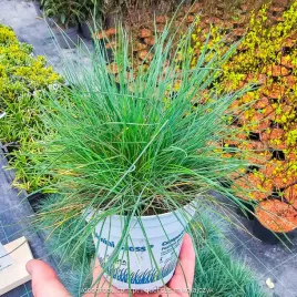 kostrzewa-sina-compacta-blue-festuca-glauca-niebieska-trawa-ozdobna-xl
