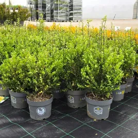 ostrokrzew-bukszpanowy-30-40cm-dark-green-karbowanolistny-ilex-crenata-c3