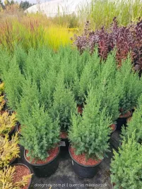 jalowiec-chinski-stricta-kolumnowy-juniperus-chinensis-30-40cm