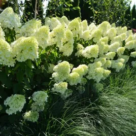 hortensja-bukietowa-hydrangea-polar-bear-ogromne-biale-kwiatostany-c2