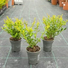 ostrokrzew-bukszpanowy-luxus-p9-10-15cm-ilex-crenata-karbowanolistny
