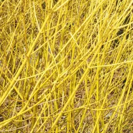 deren-rozlogowy-cornus-flaviramea-zlote-pedy-zima-odporny-p9-20cm