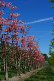 cedrela-chinska-toona-sinensis-szybko-rosnie-egzotyczna-c2-40cm