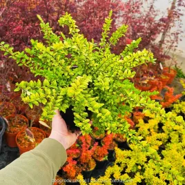 zloty-suchodrzew-lsniacy-lonicera-golden-glow-zimozielony-na-zywoplot-c3
