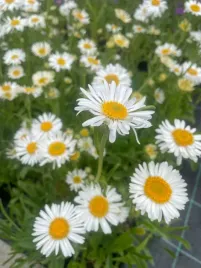 aster-alpejski-alpinus-albus-biale-kwiaty