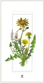 karnet-davinci-12x23-mlecze-g06-42a-325