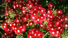 werbena-czerwona-z-bialym-oczkiem-red-white-eye-juz-wysiane-nasiona