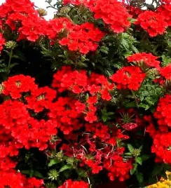 werbena-czerwona-red-juz-wysiane-nasiona
