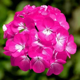 pelargonia-ringo-rose-f1-juz-wysiane-nasiona