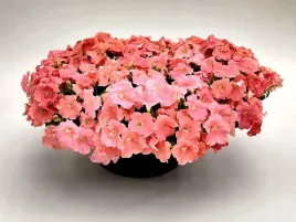 petunia-f1-duvet-salmon-lososiowa-juz-wysiane-nasiona