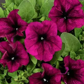 petunia-f1-duvet-burgund-ciemny-roz-juz-wysiane-nasiona