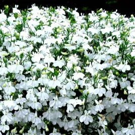 lobelia-white-palace-biala-juz-wysiane-nasiona