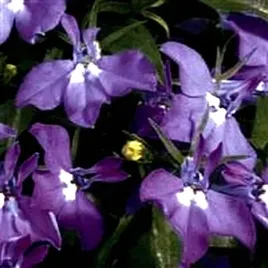 lobelia-royal-palace-fioletowa-juz-wysiane-nasiona