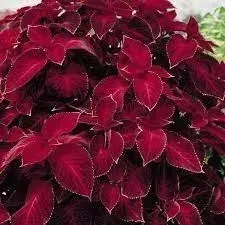 koleus-pokrzywka-fairway-red-velvet-juz-wysiane-nasiona