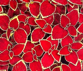 koleus-pokrzywka-magic-scarlet-juz-wysiane-nasiona