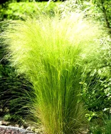 ostnica-mocna-stipa-pony-tails-trawa-ozdobna-juz-wysiane-nasiona