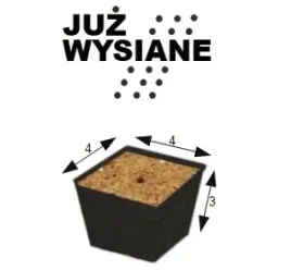 cortaderia-trawa-pampasowa-rozowa-ozdobna-juz-wysiane-nasiona