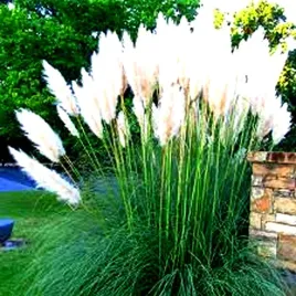 cortaderia-trawa-pampasowa-biala-ozdobna-juz-wysiane-nasiona