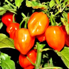 papryka-ostra-habanero-orange-juz-wysiane-nasiona