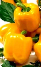 papryka-slodka-afrodita-zolta-juz-wysiane-nasiona