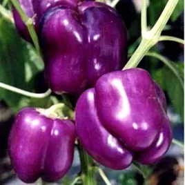 papryka-slodka-oda-fioletowa-juz-wysiane-nasiona