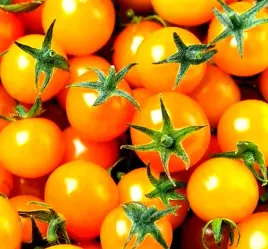 pomidor-koktajlowy-zolty-typu-cherry-juz-wysiane-nasiona