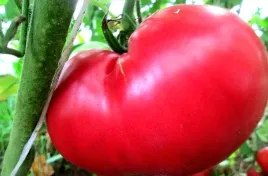 pomidor-malinowy-olbrzym-juz-wysiane-nasiona