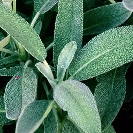 szalwia-lekarska-ziola-naturalne-juz-wysiane-nasiona