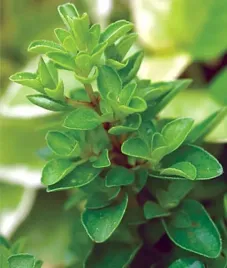 majeranek-ziola-naturalne-juz-wysiane-nasiona