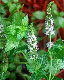 mieta-pieprzowa-ziola-naturalne-juz-wysiane-nasiona