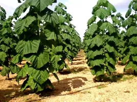 drzewo-tlenowe-paulownia-shantong-oxytree-juz-wysiane-nasiona