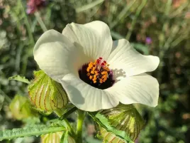 ketmia-poludniowa-hibiscus-juz-wysiane-nasiona-gratis