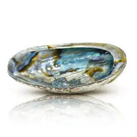 naturalna-podstawka-pod-kadzidlo-na-bizuterie-piekna-muszla-abalone-13-14