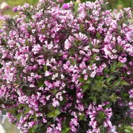 krzewuszka-florida-nana-purpurea-p9-1-szt