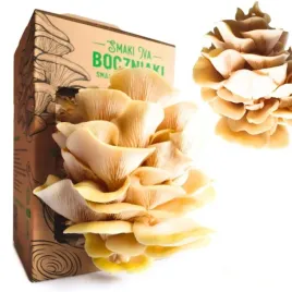 boczniak-cytrynowy-domowa-uprawa-grzybow-zestaw-smaki-na-boczniaki-karton
