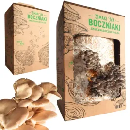 boczniak-ostrygowatay-domowa-uprawa-gotowa-hodowla-boczniaka-zywa-grzybnia