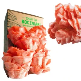 boczniak-rozowy-z-domowej-uprawy-zywa-grzybnia-boczniaka-rozowego-hodowla